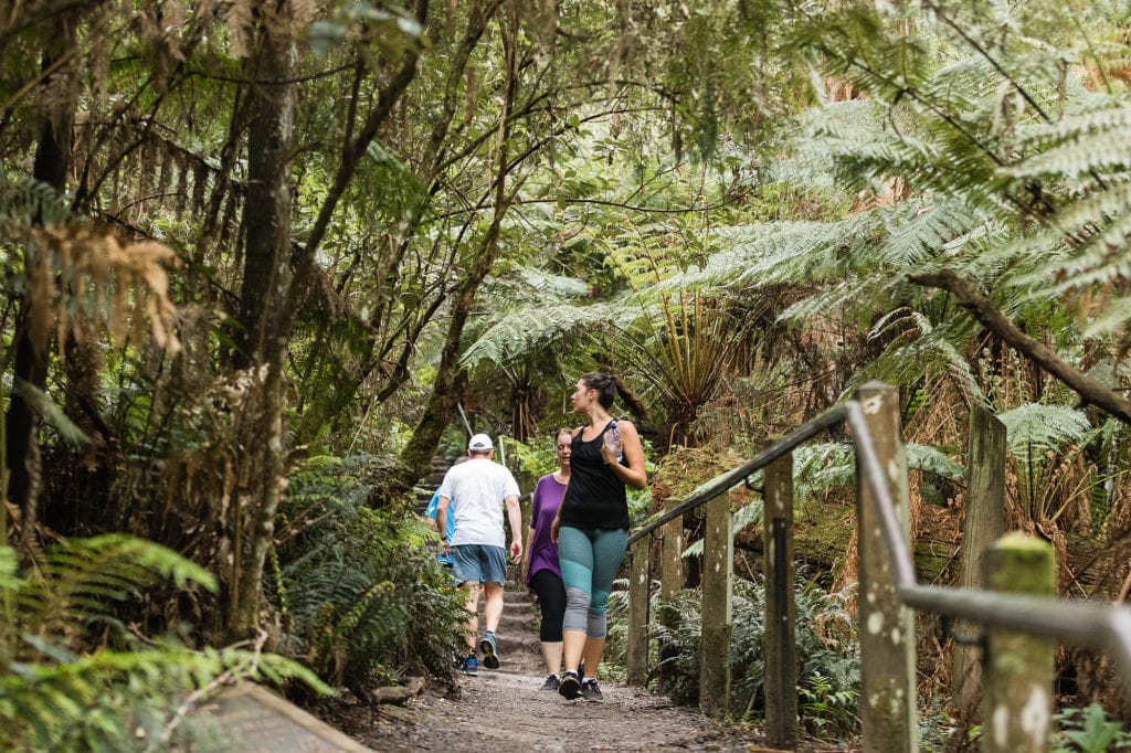 Walkers climbing a stepped bush track lined with tree ferns and timber handrails at Upper Ferntree Gully